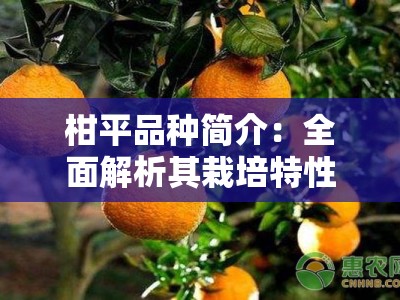 柑平品种简介：全面解析其栽培特性与市场价值优势