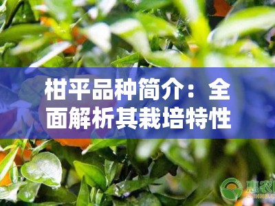 柑平品种简介：全面解析其栽培特性与市场价值优势