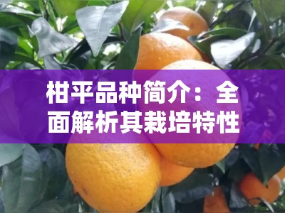 柑平品种简介：全面解析其栽培特性与市场价值优势