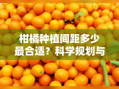 柑橘种植间距多少最合适？科学规划与合理布局要点解析