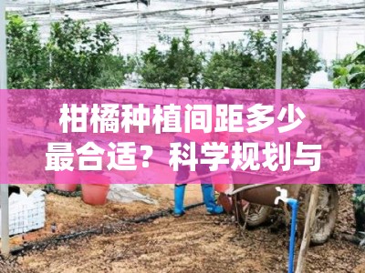 柑橘种植间距多少最合适？科学规划与合理布局要点解析