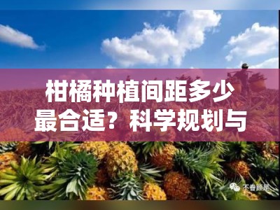 柑橘种植间距多少最合适？科学规划与合理布局要点解析