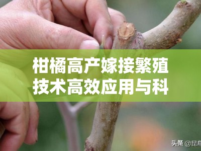 柑橘高产嫁接繁殖技术高效应用与科学管理要点解析