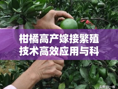 柑橘高产嫁接繁殖技术高效应用与科学管理要点解析