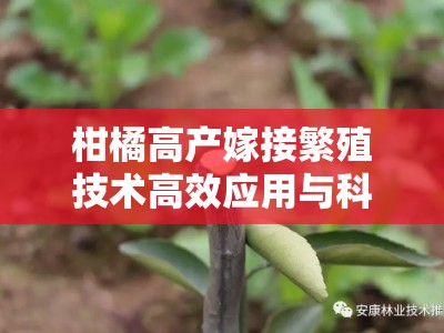柑橘高产嫁接繁殖技术高效应用与科学管理要点解析