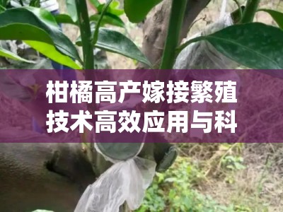 柑橘高产嫁接繁殖技术高效应用与科学管理要点解析