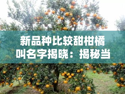新品种比较甜柑橘叫名字揭晓：揭秘当下最受欢迎的柑橘品种推荐＂（共24字）