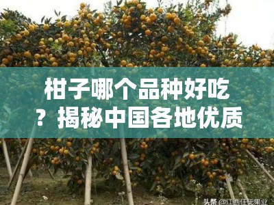 柑子哪个品种好吃？揭秘中国各地优质柑种的口感差异与甜度排行榜