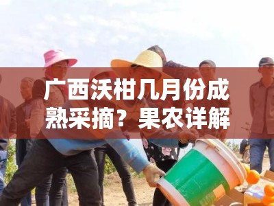 广西沃柑几月份成熟采摘？果农详解最佳收获时间与上市季节