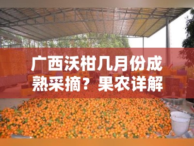 广西沃柑几月份成熟采摘？果农详解最佳收获时间与上市季节