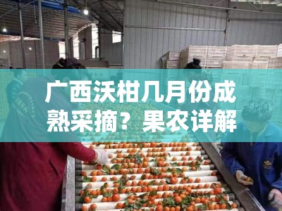 广西沃柑几月份成熟采摘？果农详解最佳收获时间与上市季节