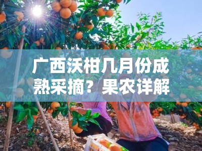 广西沃柑几月份成熟采摘？果农详解最佳收获时间与上市季节